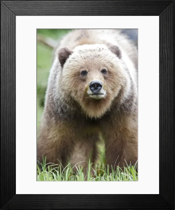 Framed Print : Grizzly Bear - eating grass in Spring. Khuzemateen Grizzly Bear Sanctuary - British Colombia - Canada Framed Print : Grizzly Bear - eating grass in Spring. Khuzemateen Grizzly Bear Sanctuary - British Colombia - Canada