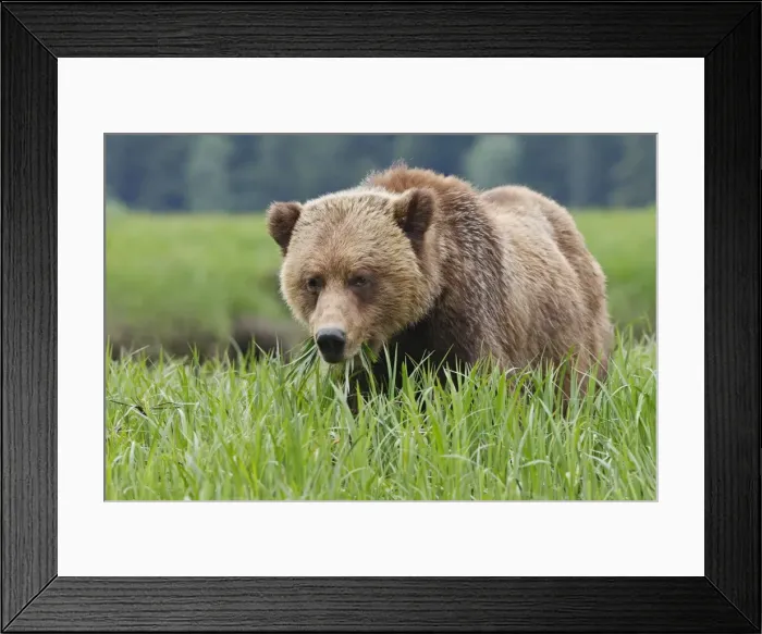 Framed Print : Grizzly Bear - eating grass in Spring. Khuzemateen Grizzly Bear Sanctuary - British Colombia - Canada Framed Print : Grizzly Bear - eating grass in Spring. Khuzemateen Grizzly Bear Sanctuary - British Colombia - Canada