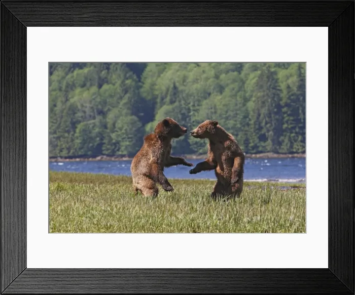 Framed Print : Grizzly Bear - two cubs play-fighting  /  wrestling. Khuzemateen Grizzly Bear Sanctuary - British Colombia - Canada