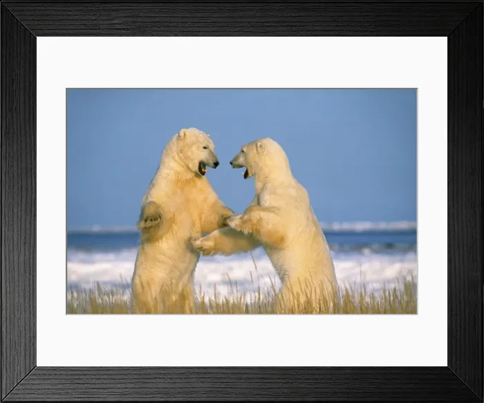 Framed Print : Polar Bear - x2 fighting Framed Print : Polar Bear - x2 fighting