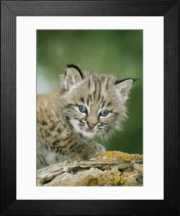Framed Print : Bobcat WAT 3979 I month old Lynx rufus © M. Watson / ARDEA LONDON Framed Print : Bobcat WAT 3979 I month old Lynx rufus © M. Watson / ARDEA LONDON