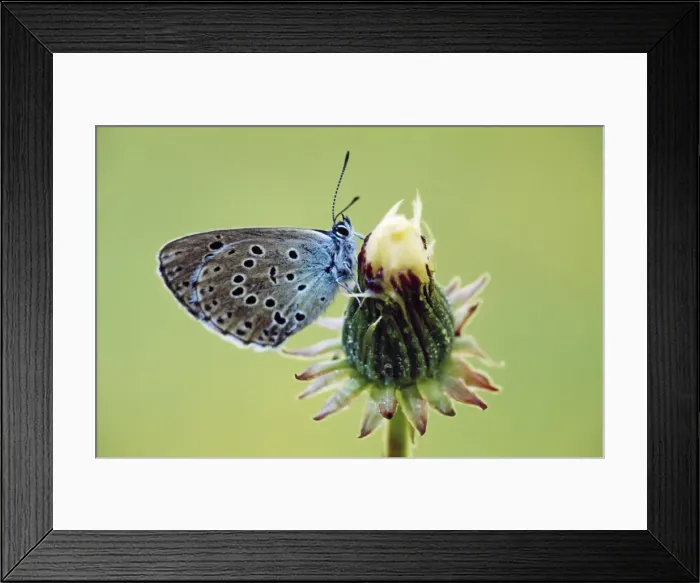 Framed Print : Large Blue Butterfly Gran Paradiso, Italy Framed Print : Large Blue Butterfly Gran Paradiso, Italy