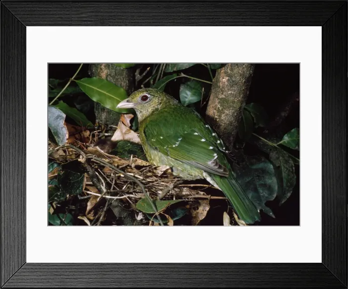 Framed Print : Green Catbird - at nest Framed Print : Green Catbird - at nest