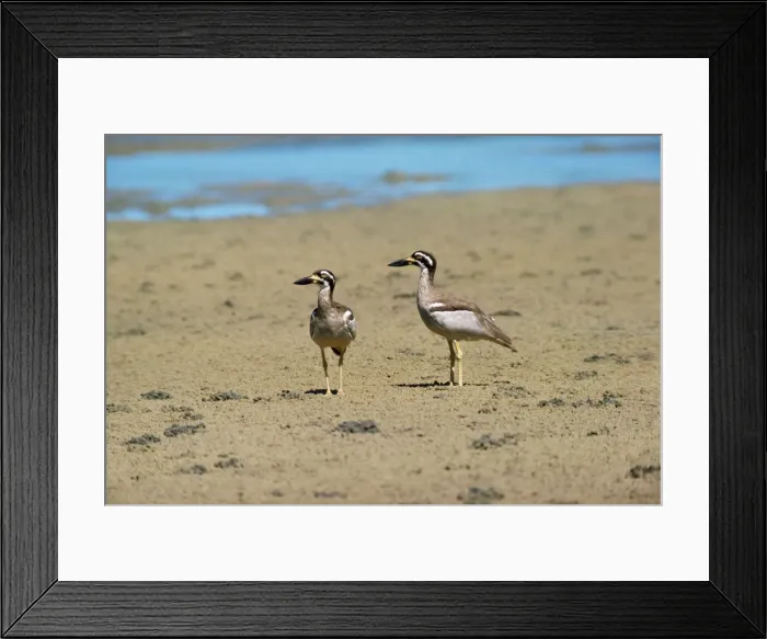 Framed Print : Beach Stone Curlew