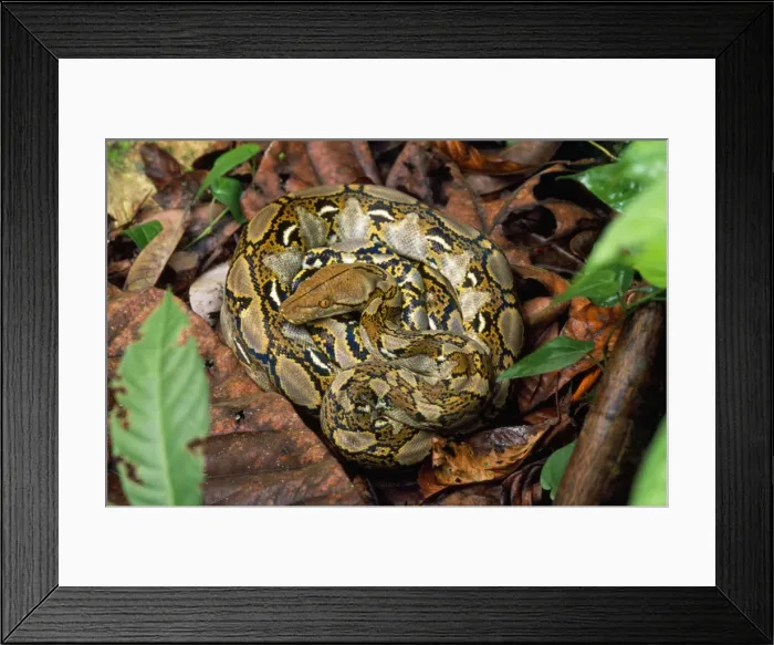 Framed Print : Reticulated Python Kinabatangan river, Borneo Framed Print : Reticulated Python Kinabatangan river, Borneo
