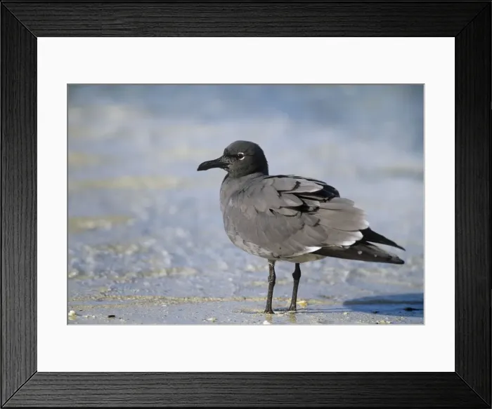 Framed Print : Lava Gull - endemic - Galapagos Islands Framed Print : Lava Gull - endemic - Galapagos Islands