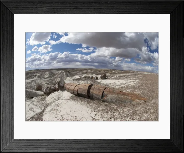 Framed Print : Petrified Wood, Petrified Forest National Park, Arizona, USA Framed Print : Petrified Wood, Petrified Forest National Park, Arizona, USA