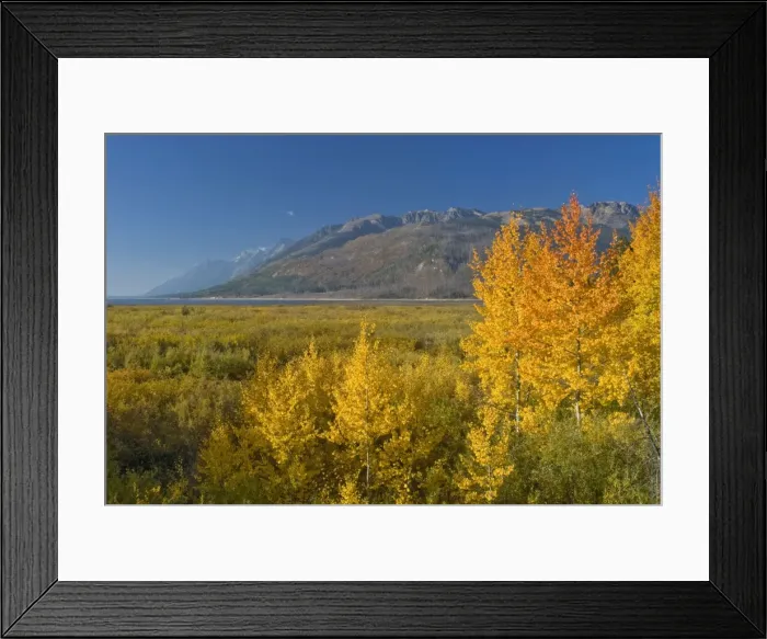 Framed Print : Autumn colour on aspens - Grand Teton NP, USA Framed Print : Autumn colour on aspens - Grand Teton NP, USA