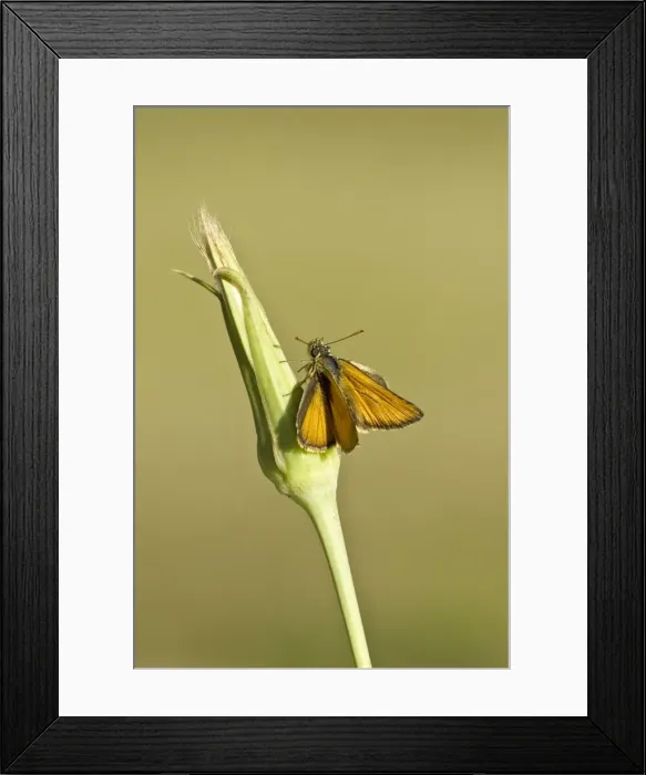 Framed Print : Small skipper Top view with wings open Aggtelek National Park Hungary Framed Print : Small skipper Top view with wings open Aggtelek National Park Hungary
