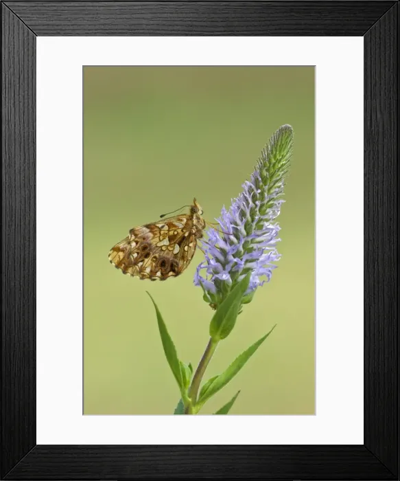 Framed Print : Weaver's fritillary Underside, on flower head Aggtelek National Park Hungary Framed Print : Weaver's fritillary Underside, on flower head Aggtelek National Park Hungary