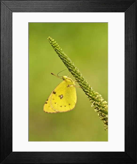 Framed Print : Pale clouded yellow Underside, resting on flower spike Bukk National Park Hungary Framed Print : Pale clouded yellow Underside, resting on flower spike Bukk National Park Hungary