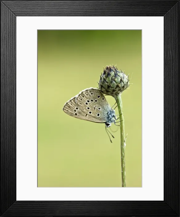 Framed Print : Alcon blue Underside, resting on plant Aggtelek National Park Hungary Framed Print : Alcon blue Underside, resting on plant Aggtelek National Park Hungary