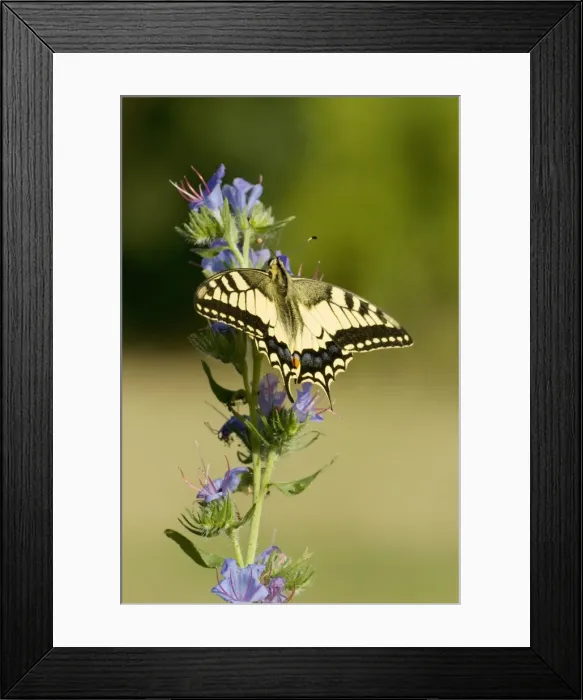 Framed Print : Swallowtail On vipers bugloss Aggtelek National Park Hungary Framed Print : Swallowtail On vipers bugloss Aggtelek National Park Hungary