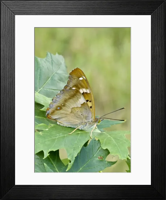 Framed Print : Lesser purple emperor Underside, resting on leaf Bukk National Park Hungary Framed Print : Lesser purple emperor Underside, resting on leaf Bukk National Park Hungary