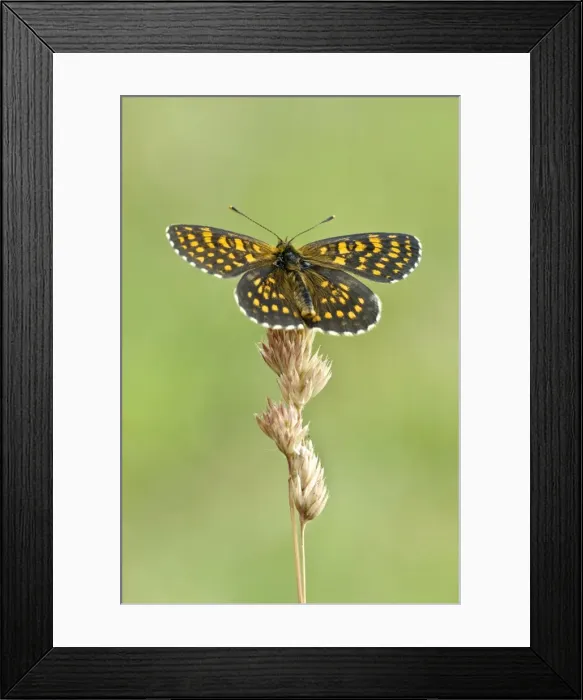 Framed Print : Assman's fritillary Upperside, resting on grass seed head Aggtelek National Park Hungary Framed Print : Assman's fritillary Upperside, resting on grass seed head Aggtelek National Park Hungary