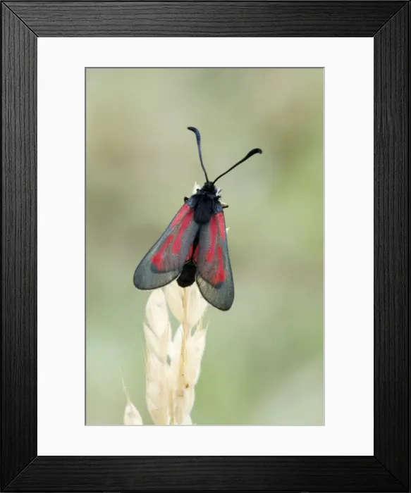 Framed Print : Transparent burnet Top view with wings partly open Aggtelek National Park Hungary Framed Print : Transparent burnet Top view with wings partly open Aggtelek National Park Hungary