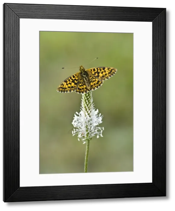 Framed Print : Weaver's fritillary Upperside, resting on plantain Aggtelek National Park Hungary Framed Print : Weaver's fritillary Upperside, resting on plantain Aggtelek National Park Hungary