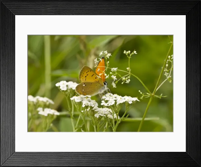 Framed Print : Scarce copper Feeding on umbellifer head Bukk National Park Hungary Framed Print : Scarce copper Feeding on umbellifer head Bukk National Park Hungary
