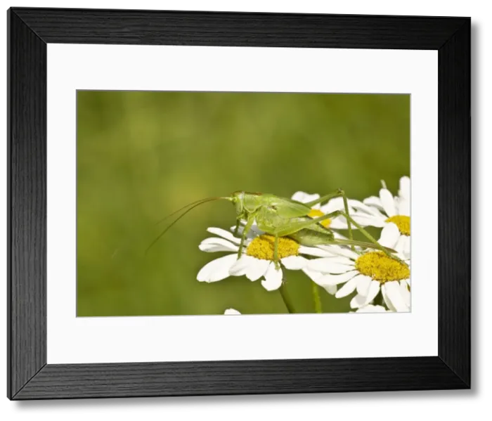 Framed Print : Great Green Bush Cricket - Immature female - resting on flowers - Bukk National Park - Hungary Framed Print : Great Green Bush Cricket - Immature female - resting on flowers - Bukk National Park - Hungary