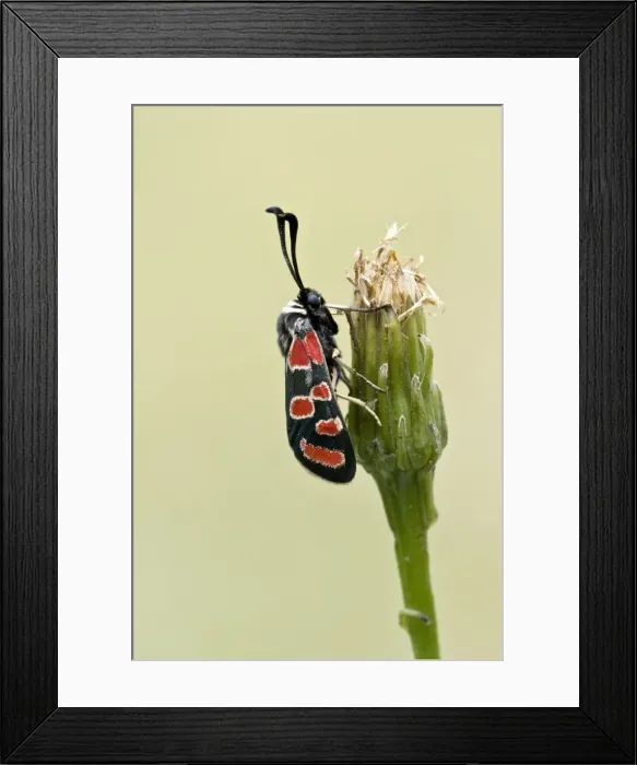Framed Print : Auspicious burnet Close up on flower head Aggtelek National Park Hungary Framed Print : Auspicious burnet Close up on flower head Aggtelek National Park Hungary