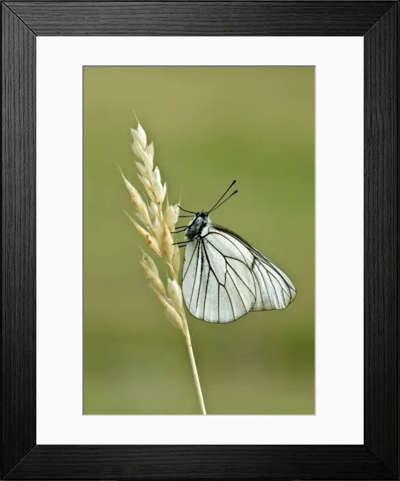 Framed Print : Black-veined white Underside, resting on dry grass stem Aggtelek National Park Hungary Framed Print : Black-veined white Underside, resting on dry grass stem Aggtelek National Park Hungary