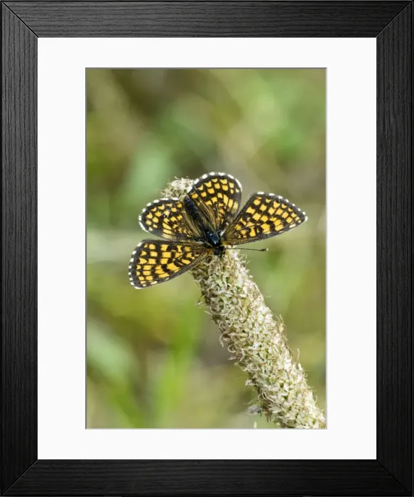 Framed Print : Heath fritillary Upperside, resting on seed head Aggtelek National Park Hungary Framed Print : Heath fritillary Upperside, resting on seed head Aggtelek National Park Hungary