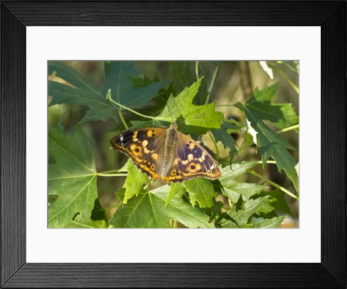 Framed Print : Lesser purple emperor Upperside, resting on leaves Bukk National Park Hungary Framed Print : Lesser purple emperor Upperside, resting on leaves Bukk National Park Hungary
