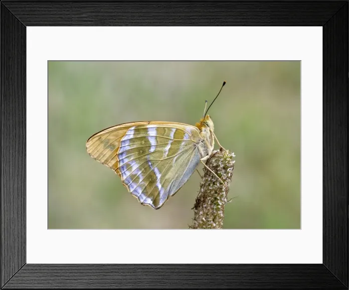 Framed Print : Silver-washed fritillary Underside, resting on seed head Bukk National Park Hungary Framed Print : Silver-washed fritillary Underside, resting on seed head Bukk National Park Hungary
