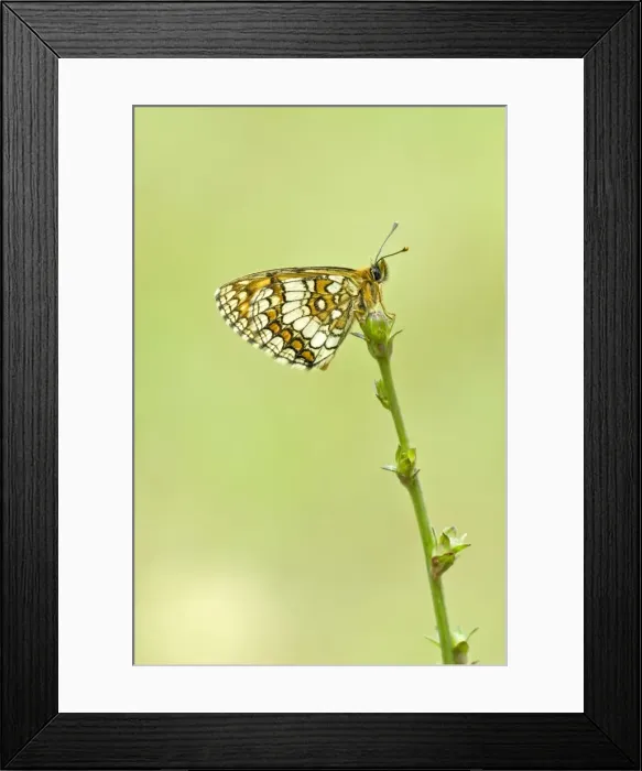 Framed Print : Heath fritillary Underside, resting on plant Bukk National Park Hungary Framed Print : Heath fritillary Underside, resting on plant Bukk National Park Hungary