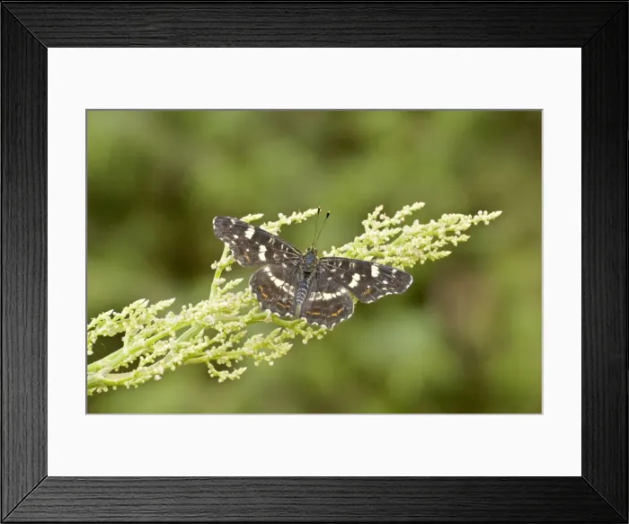 Framed Print : Map butterfly Upperside Aggtelek National Park Hungary Framed Print : Map butterfly Upperside Aggtelek National Park Hungary