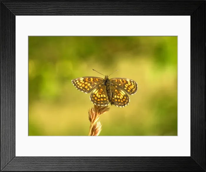 Framed Print : Knapweed fritillary Upperside resting on seed head AggtelekNational Park Hungary Framed Print : Knapweed fritillary Upperside resting on seed head AggtelekNational Park Hungary