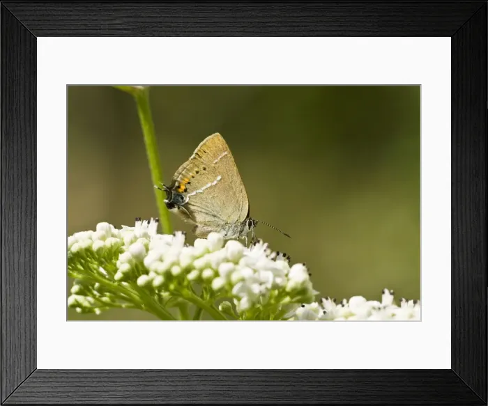 Framed Print : Blue spot hairstreak Resting on umbellifer Bukk National Park Hungary Framed Print : Blue spot hairstreak Resting on umbellifer Bukk National Park Hungary