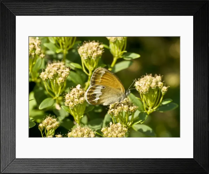 Framed Print : Pearly heath underside, feeding on flower Aggtelek National Park Hungary Framed Print : Pearly heath underside, feeding on flower Aggtelek National Park Hungary