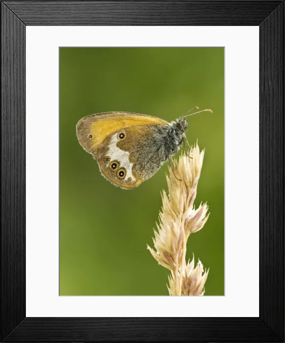 Framed Print : Pearly heath Underside, resting on grass seed head Aggtelek National Park Hungary Framed Print : Pearly heath Underside, resting on grass seed head Aggtelek National Park Hungary