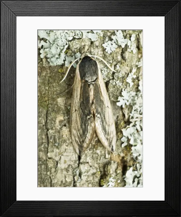 Framed Print : Privet hawk Resting on tree trunk Aggtelek National Park Hungary Framed Print : Privet hawk Resting on tree trunk Aggtelek National Park Hungary