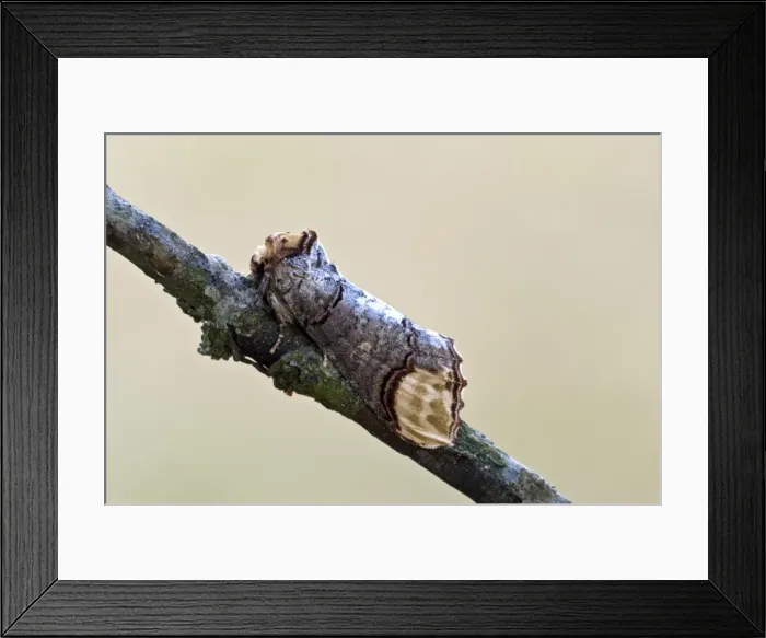 Framed Print : Buff-tip Resting on thin branch Aggtelek National Park Hungary Framed Print : Buff-tip Resting on thin branch Aggtelek National Park Hungary