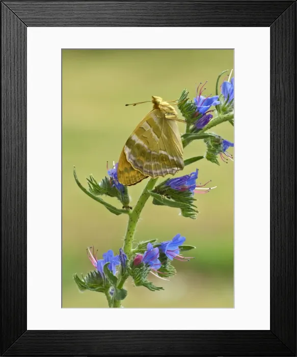 Framed Print : Silver-washed fritillary Underside, resting on vipers bugloss Aggtelek National Park Hungary Framed Print : Silver-washed fritillary Underside, resting on vipers bugloss Aggtelek National Park Hungary