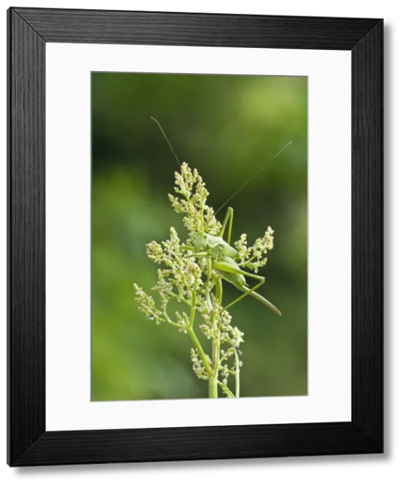 Framed Print : Great Green Bush Cricket - Immature female - Aggtelek National Park Hungary Framed Print : Great Green Bush Cricket - Immature female - Aggtelek National Park Hungary