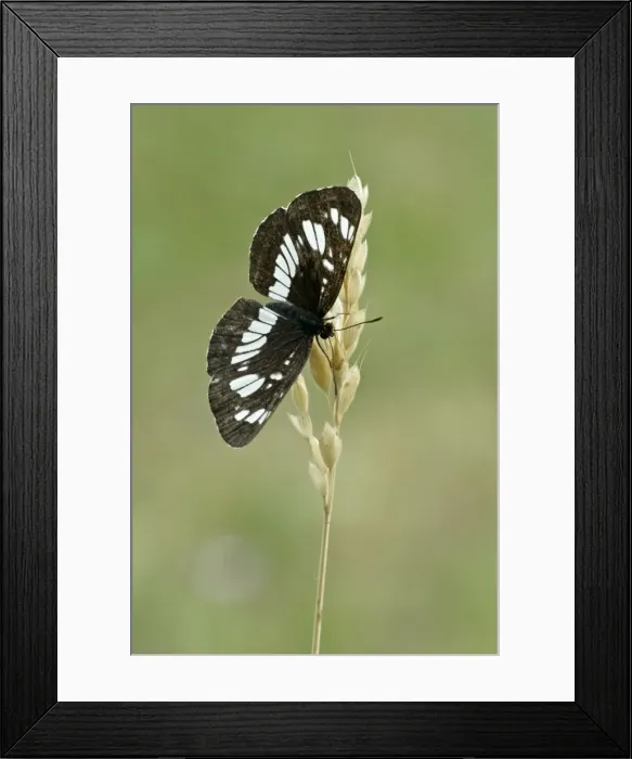 Framed Print : Hungarian glider Upperside, resting on seed head Aggtelek National Park Hungary Framed Print : Hungarian glider Upperside, resting on seed head Aggtelek National Park Hungary