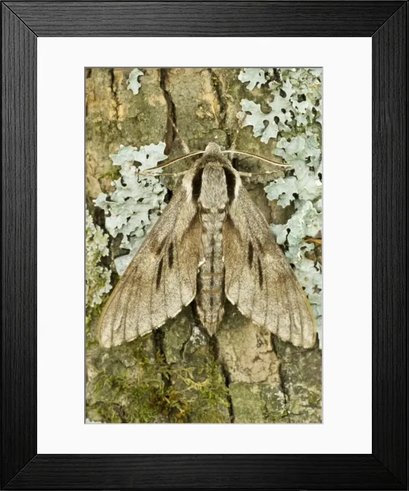 Framed Print : Pine hawk Resting on tree trunk Aggtelek National Park Hungary Framed Print : Pine hawk Resting on tree trunk Aggtelek National Park Hungary