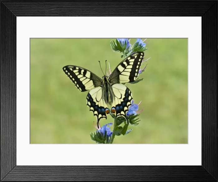 Framed Print : Swallowtail Resting on vipers bugloss Aggtelek National Park Hungary Framed Print : Swallowtail Resting on vipers bugloss Aggtelek National Park Hungary