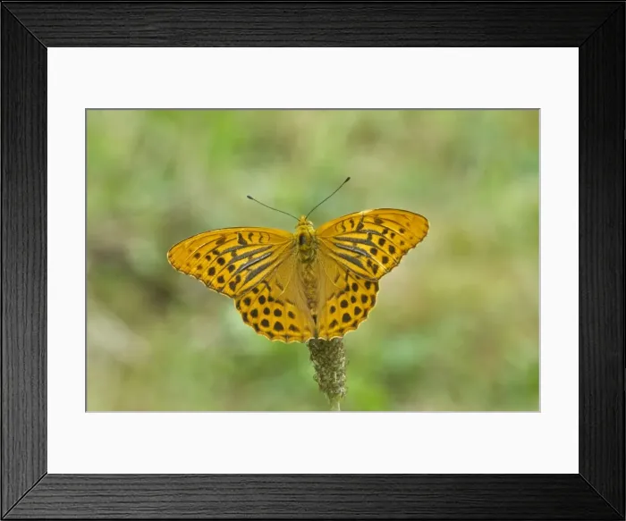 Framed Print : Silver-washed fritillary Upperside, male Bukk National Park Hungary Framed Print : Silver-washed fritillary Upperside, male Bukk National Park Hungary
