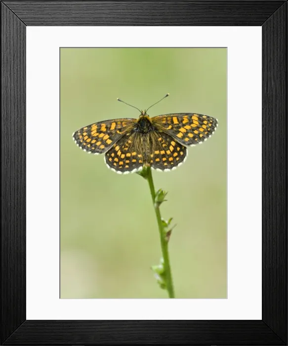 Framed Print : Heath fritillary Upperside Bukk National Park Hungary Framed Print : Heath fritillary Upperside Bukk National Park Hungary