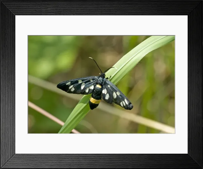 Framed Print : The nine- spotted Resting on grass stem Bukk National Park Hungary Framed Print : The nine- spotted Resting on grass stem Bukk National Park Hungary