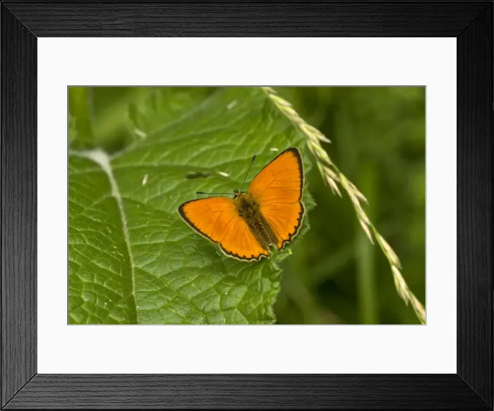 Framed Print : Scarce copper Upperside, resting on leaf Bukk National Park Hungary Framed Print : Scarce copper Upperside, resting on leaf Bukk National Park Hungary