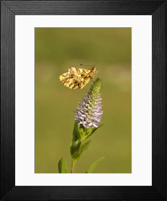 Framed Print : Weaver's fritillary Underside, resting on flower head Aggtelek National Park Hungary Framed Print : Weaver's fritillary Underside, resting on flower head Aggtelek National Park Hungary