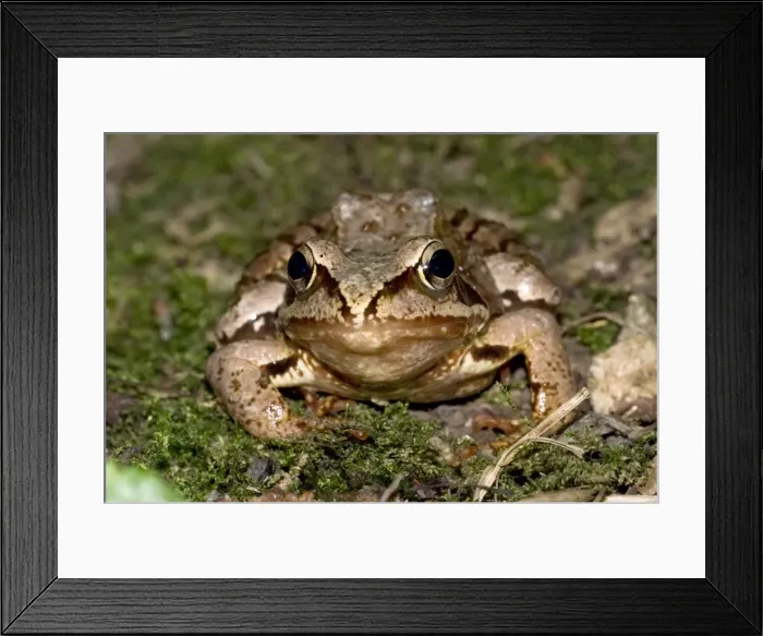 Framed Print : Agile frog - Close up of head from front - Bukk National Park - Hungary Framed Print : Agile frog - Close up of head from front - Bukk National Park - Hungary