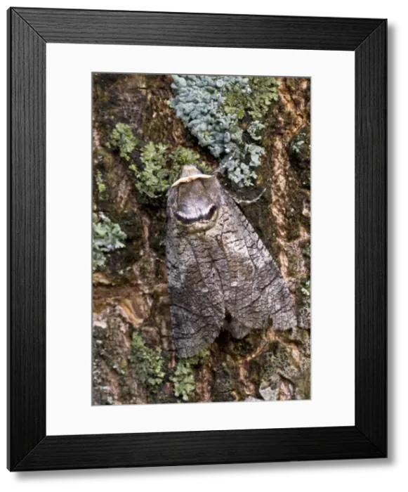 Framed Print : Goat Moth - Bukk National Park - Hungary Framed Print : Goat Moth - Bukk National Park - Hungary