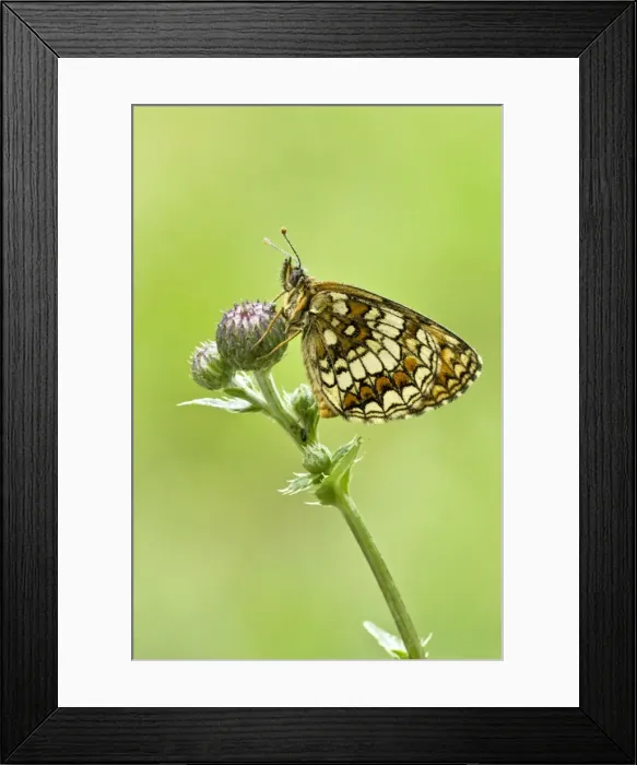 Framed Print : Heath Fritillary - Resting on plant - Bukk National Park - Hungary Framed Print : Heath Fritillary - Resting on plant - Bukk National Park - Hungary