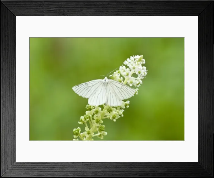 Framed Print : Black-veined moth - Bukk National Park - Hungary Framed Print : Black-veined moth - Bukk National Park - Hungary